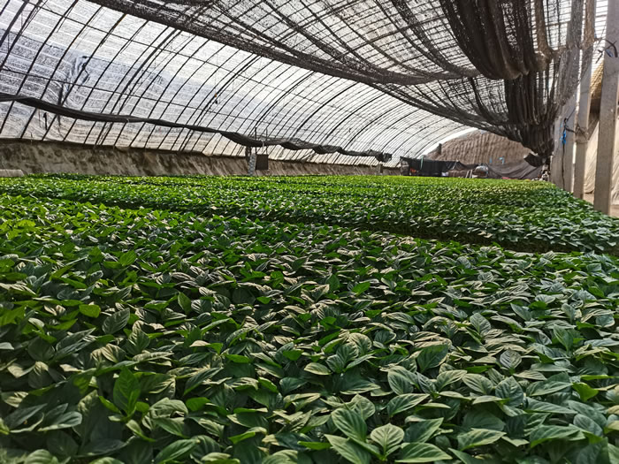 ������|(zh��)�������չʾ2